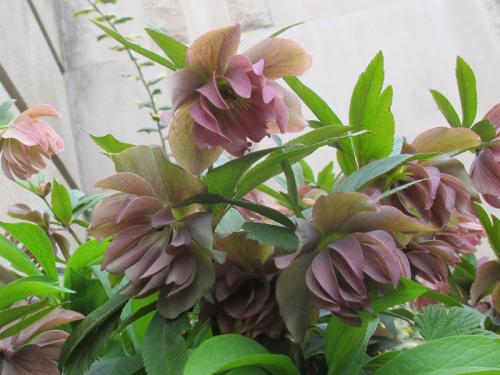 doublefloweringlentenroseusbg