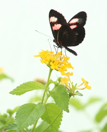 light-and-graceful-butterfly-Phuong-tran-cropped-600